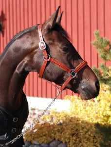 Leather Halter